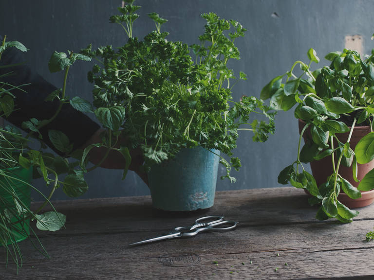 Wie du einen Kräutergarten auf deinem Fensterbrett anlegst | Stories