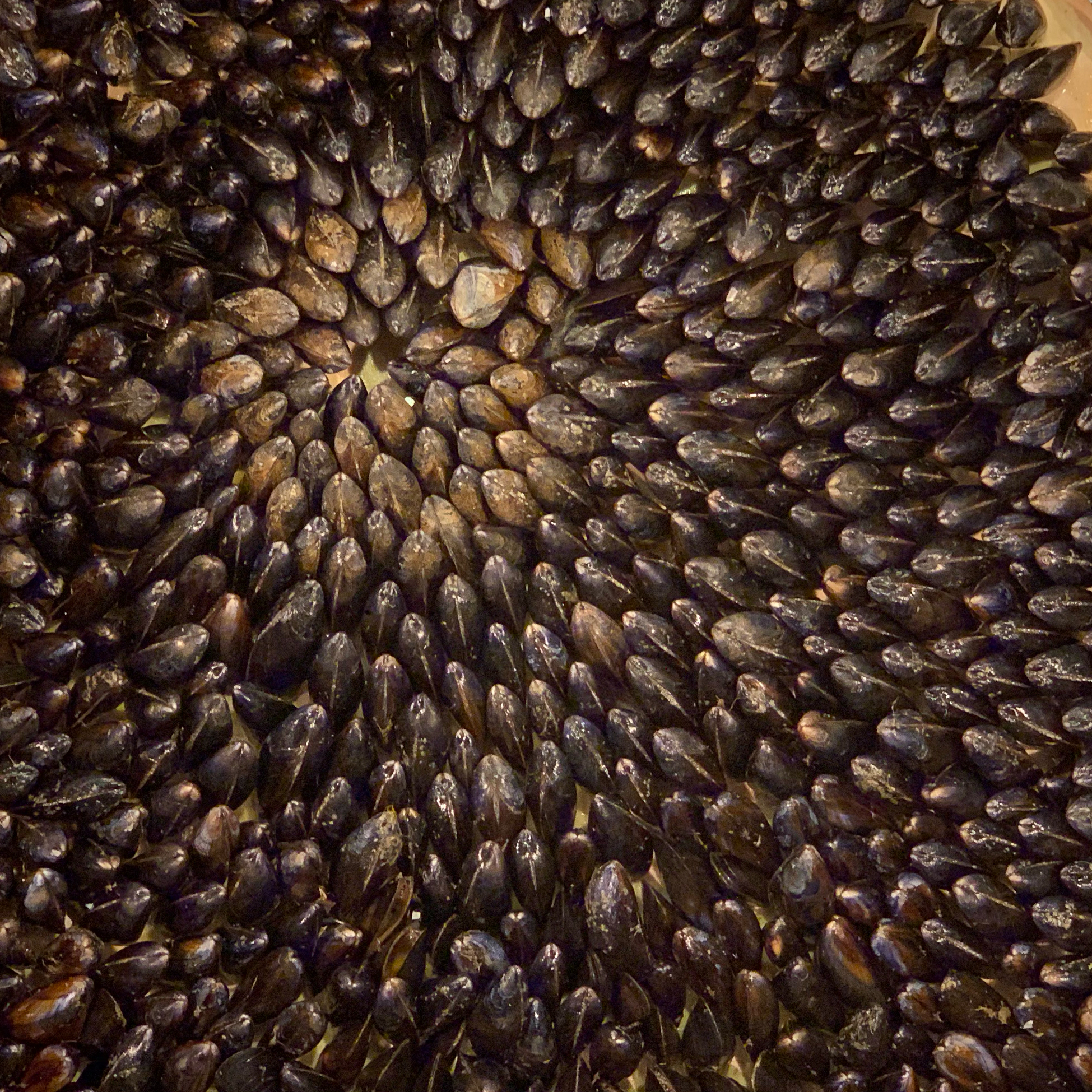 Éclade de Moules