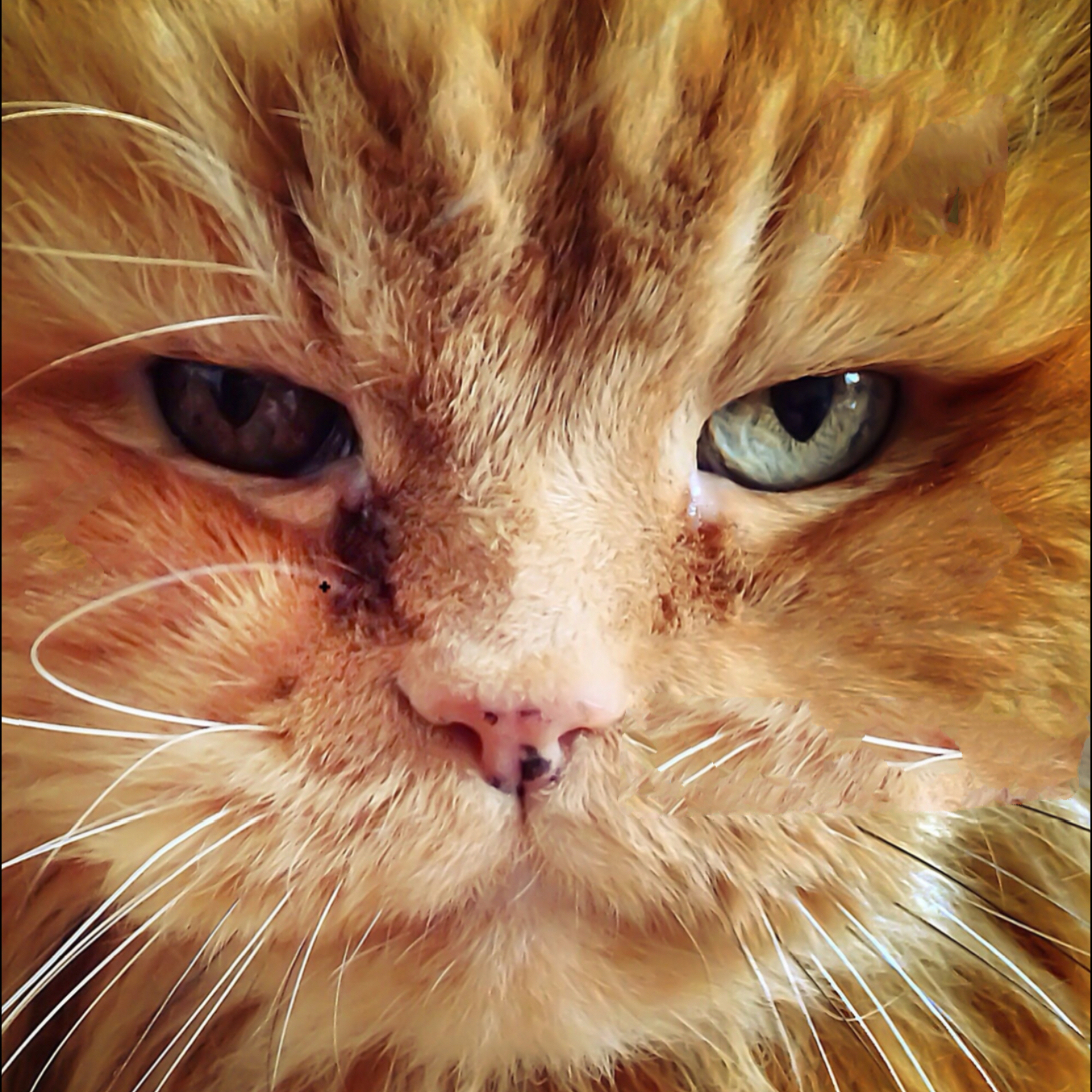 Image of Garfield1001
