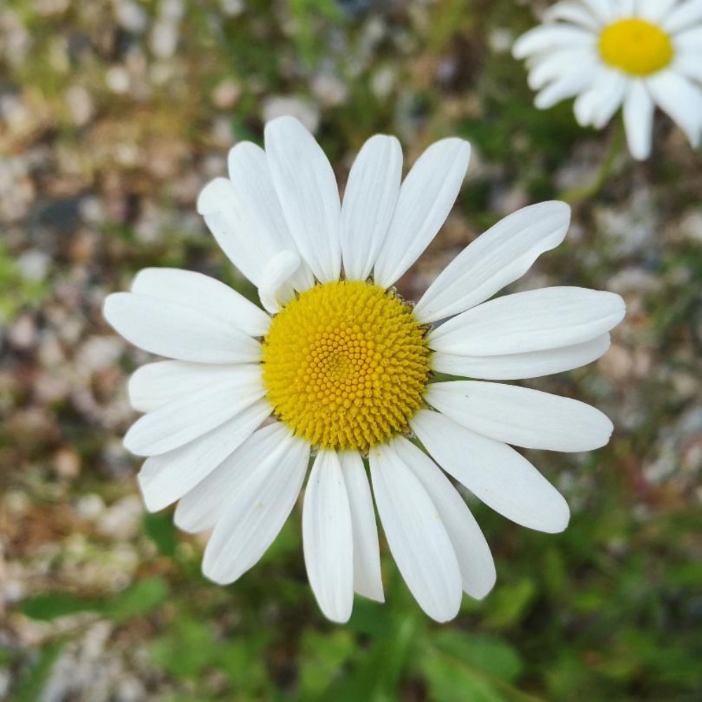 Image of huyan