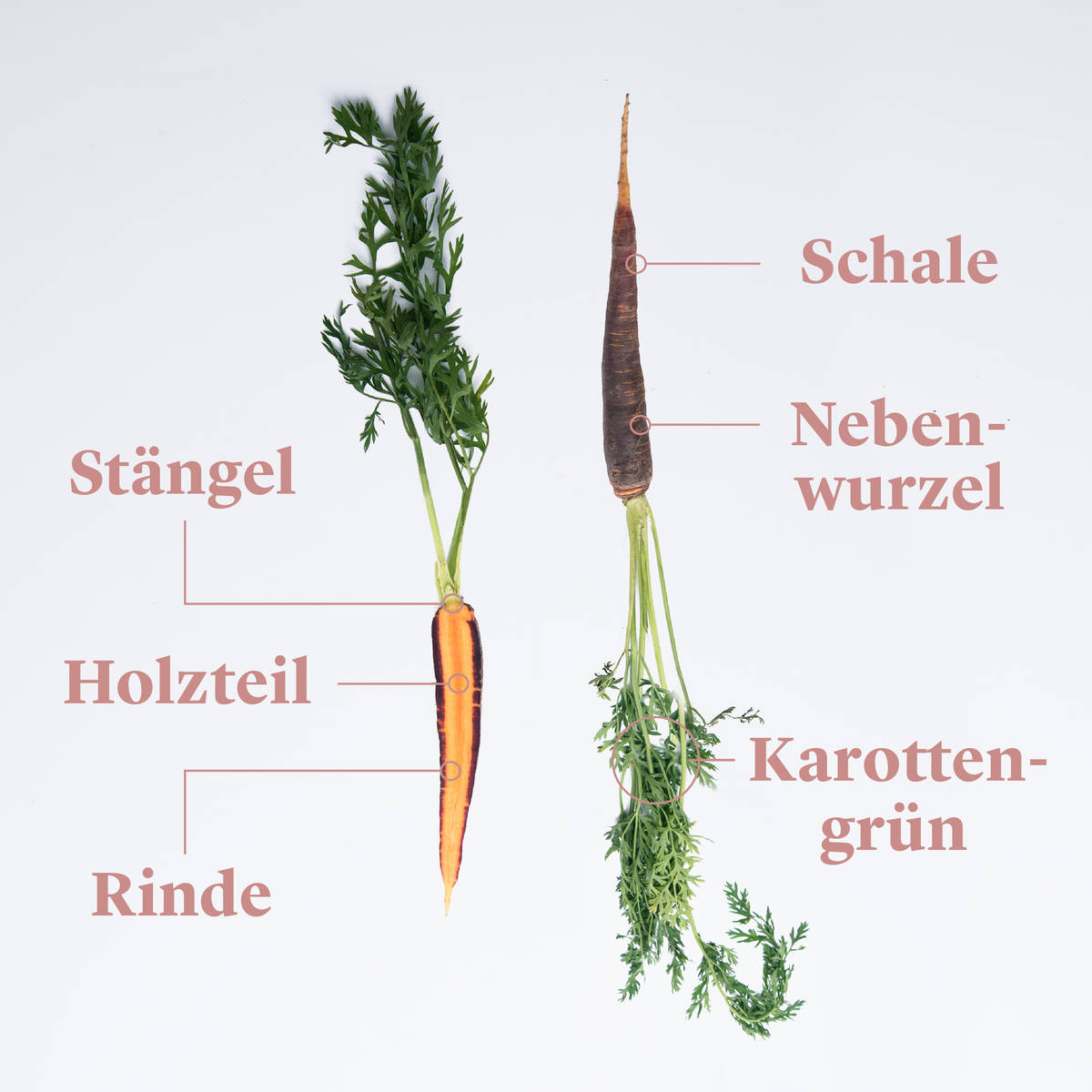 Jetzt in Saison: Karotten richtig kaufen, lagern und zubereiten ...