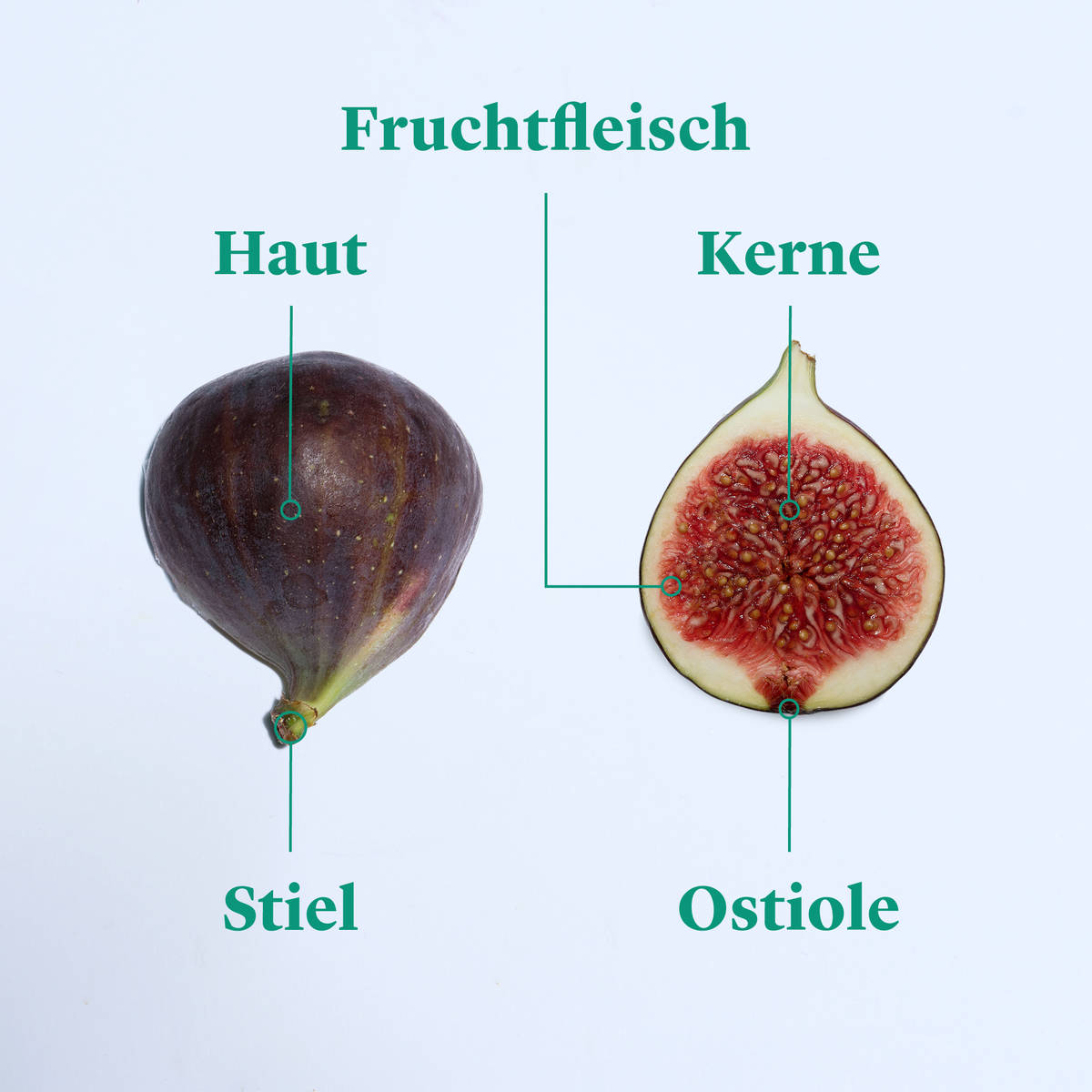 Jetzt in Saison Feigen richtig kaufen, lagern und zubereiten Stories Kitchen Stories