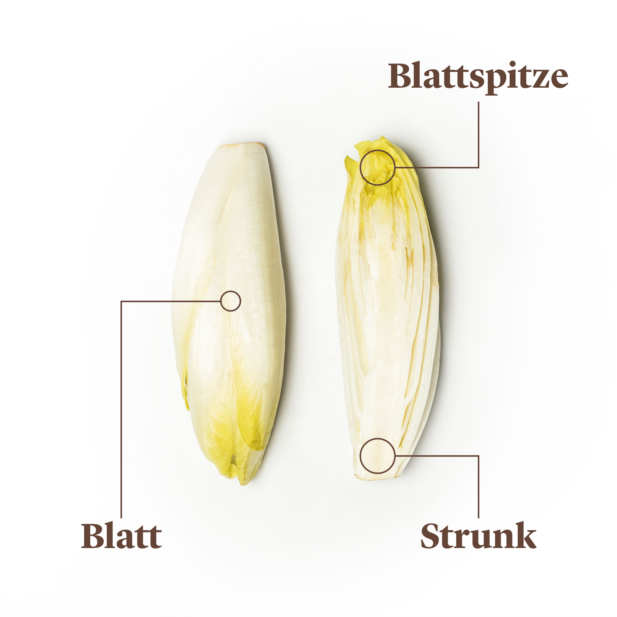 Was ist Chicorée? Wie du die Brüsseler Endivie richtig kaufst, lagerst und zubereitest