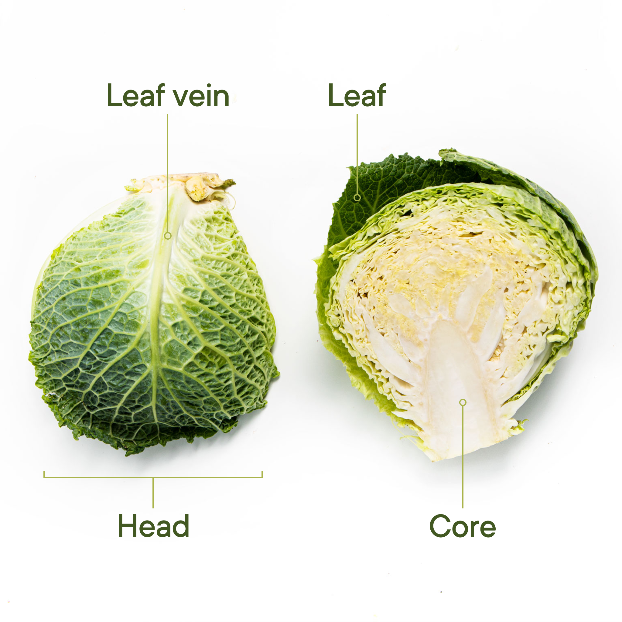 Everything You Need To Know About Shopping For Storing And Preparing In Season Savoy Cabbage Stories Kitchen Stories