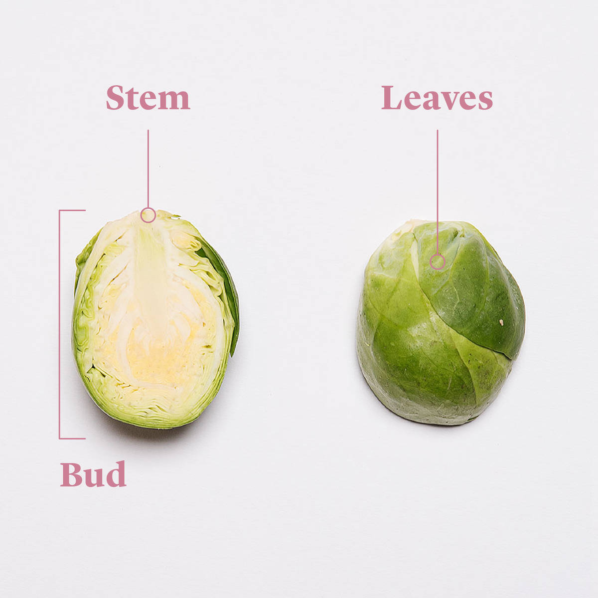 Everything to Know About Cooking and Shopping for In Season Brussels