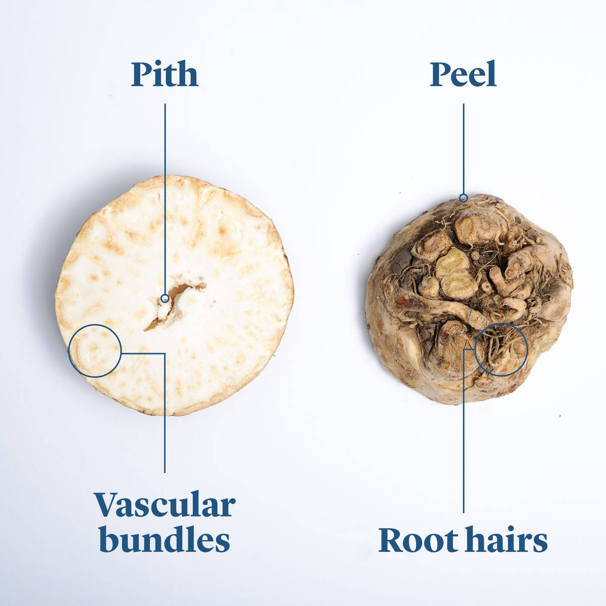 Everything to Know About Cooking and Shopping for In Season Celery Root