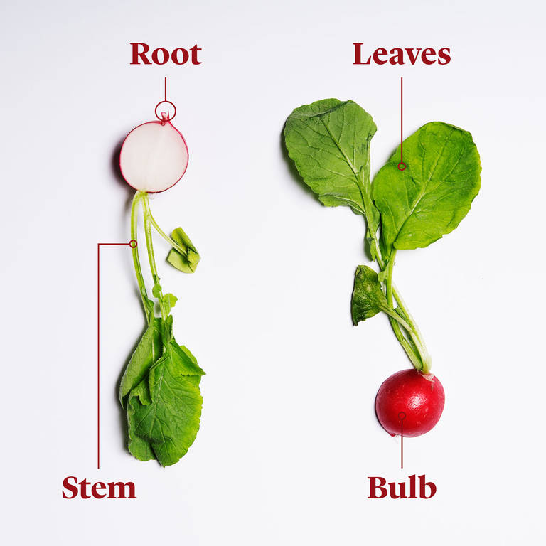 Everything to Know About Cooking and Shopping for In Season Radishes